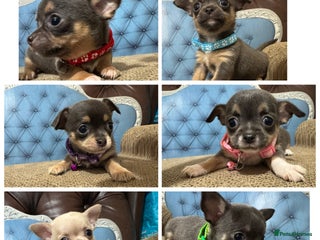 Chihuahua dogs - Advert 6