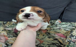Mixed Breed dogs for sale: 10 week old bassest cocker spaniel cross puppies - Image 3