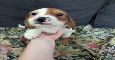 Mixed Breed dogs - Advert 1