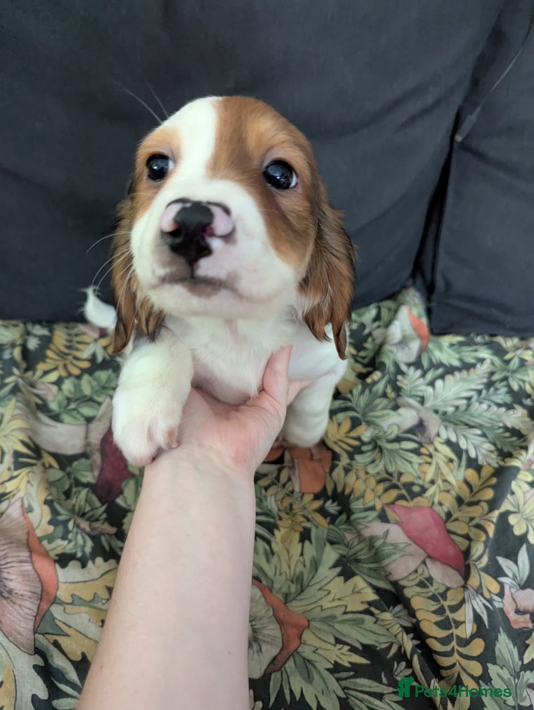Mixed Breed dogs for sale: 10 week old bassest cocker spaniel cross puppies - Image 3