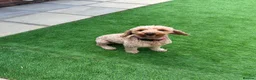 Cockapoo dogs for sale: Rosie - Cockapoo - Advert 3