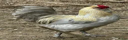 Chickens poultry for sale: Chicks, chickens, hatching eggs silkies Aracuanas - Advert 18