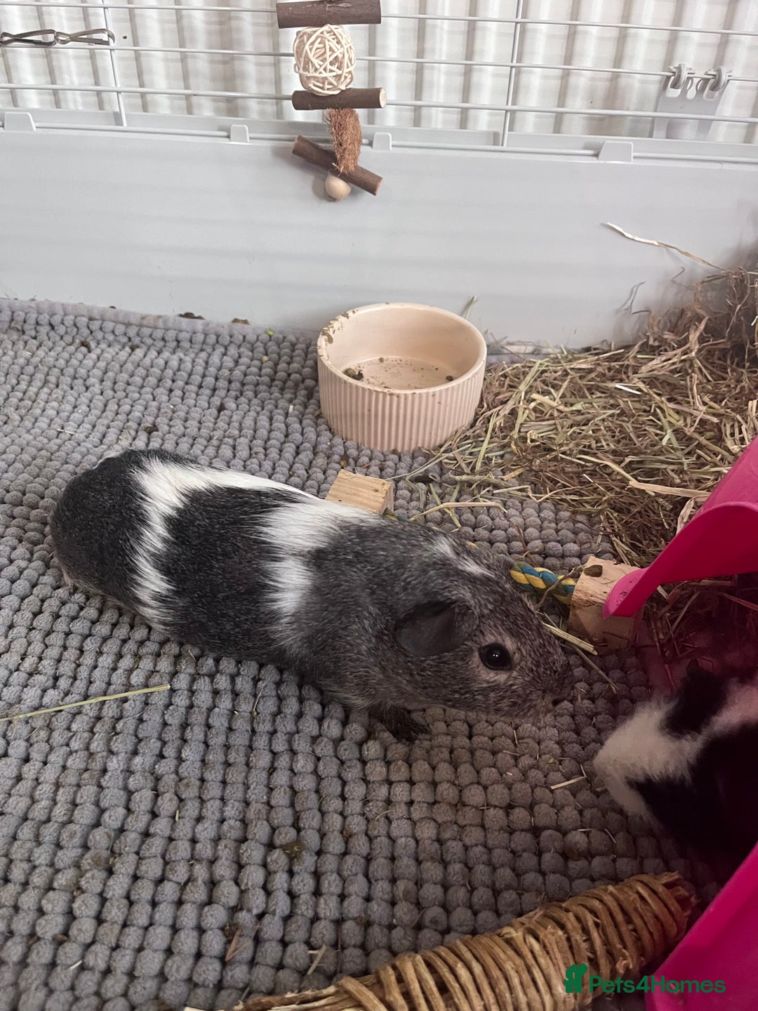 Guinea Pig rodents for sale: X2 male guinea pigs - Image 2