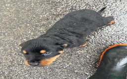 Rottweiler dogs for sale: Rotty/rottweiler puppies - Image 2