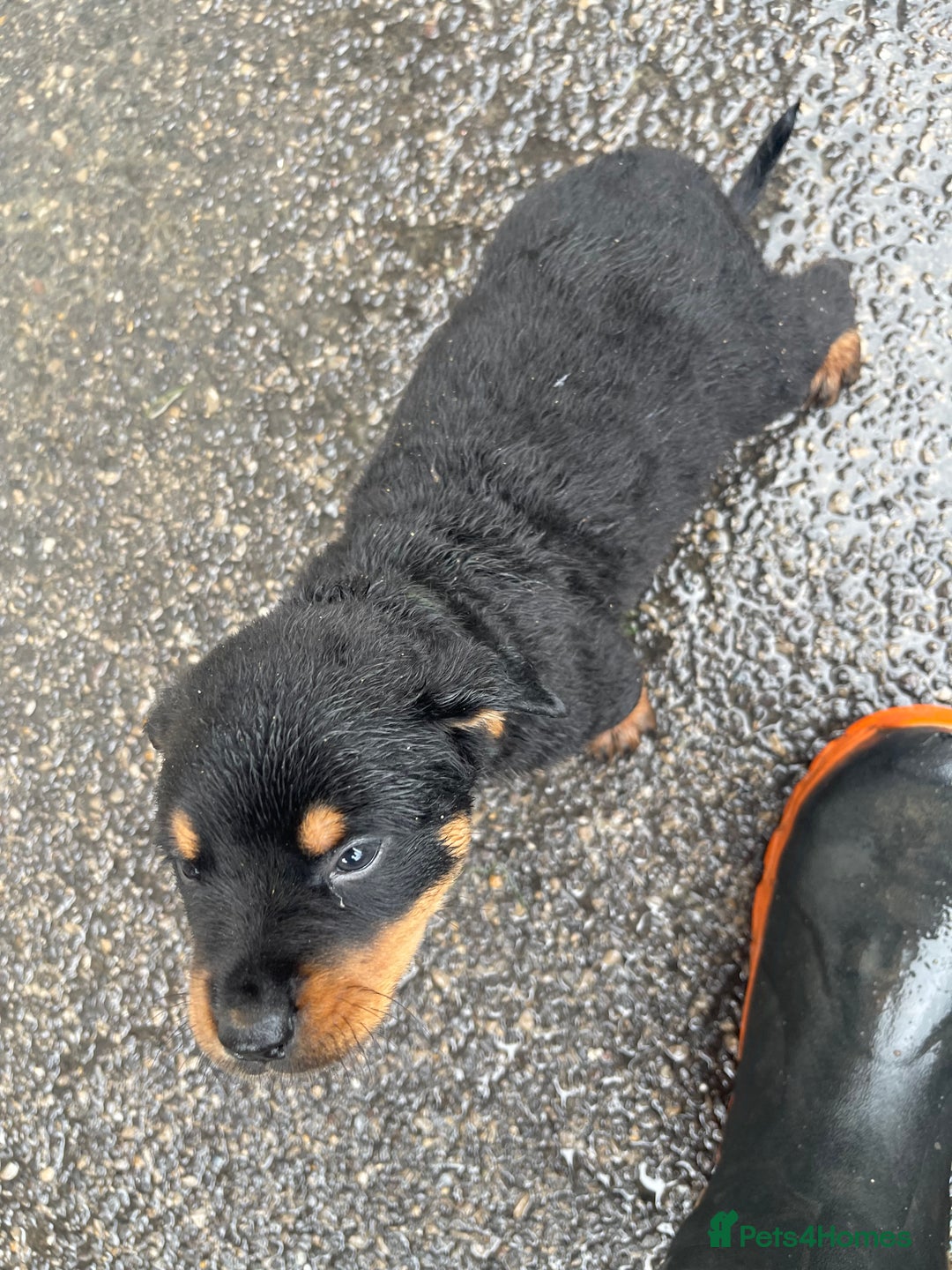 Rottweiler dogs for sale: Rotty/rottweiler puppies - Image 2