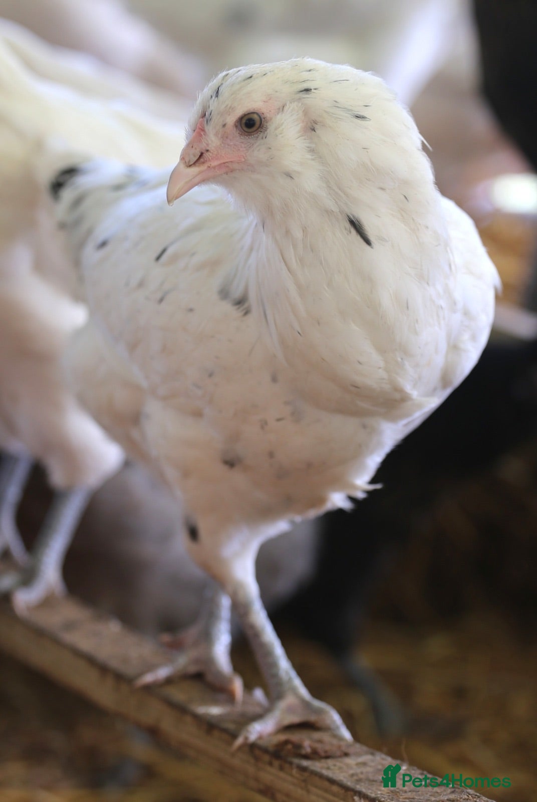 Chickens poultry Point of lay hybrid hens  - Advert 2