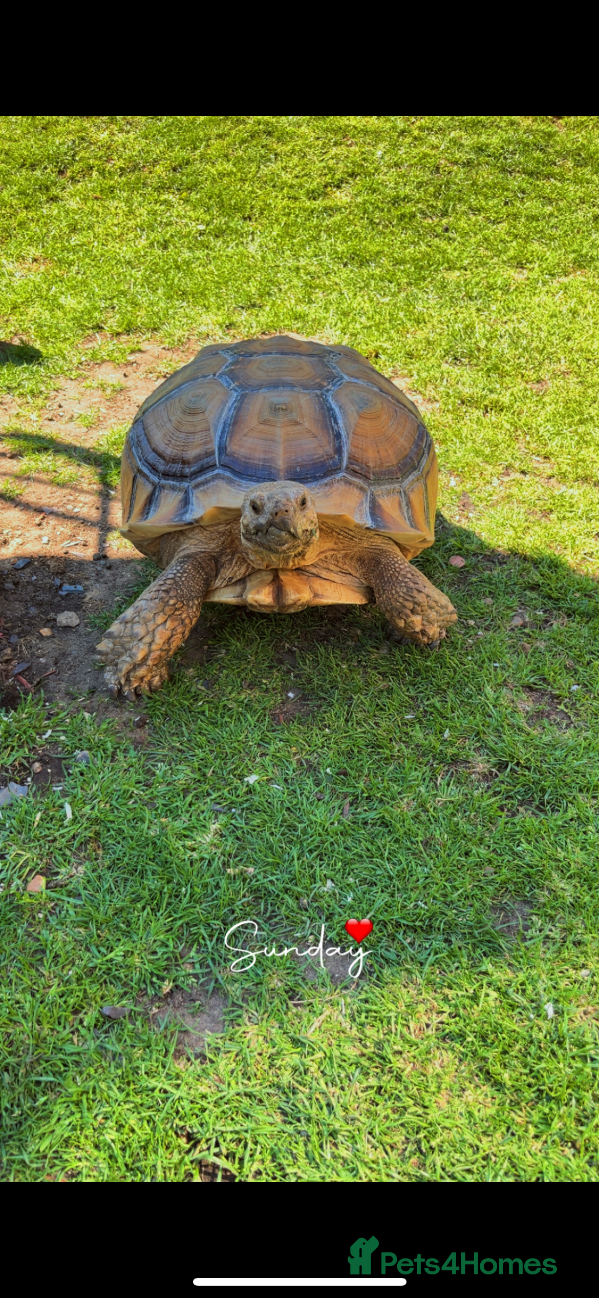 Tortoise reptiles Sulcuta tortoise - Advert 1