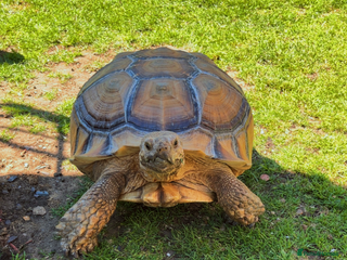 Tortoise reptiles Sulcuta tortoise - Advert 1