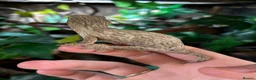 Gecko reptiles for sale: 2 beautiful friedel leachies for sale  - Advert 5