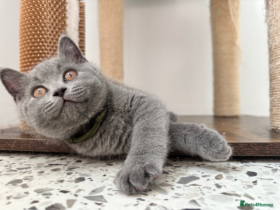 British Shorthair cats for sale: British short hair boy - Image 4