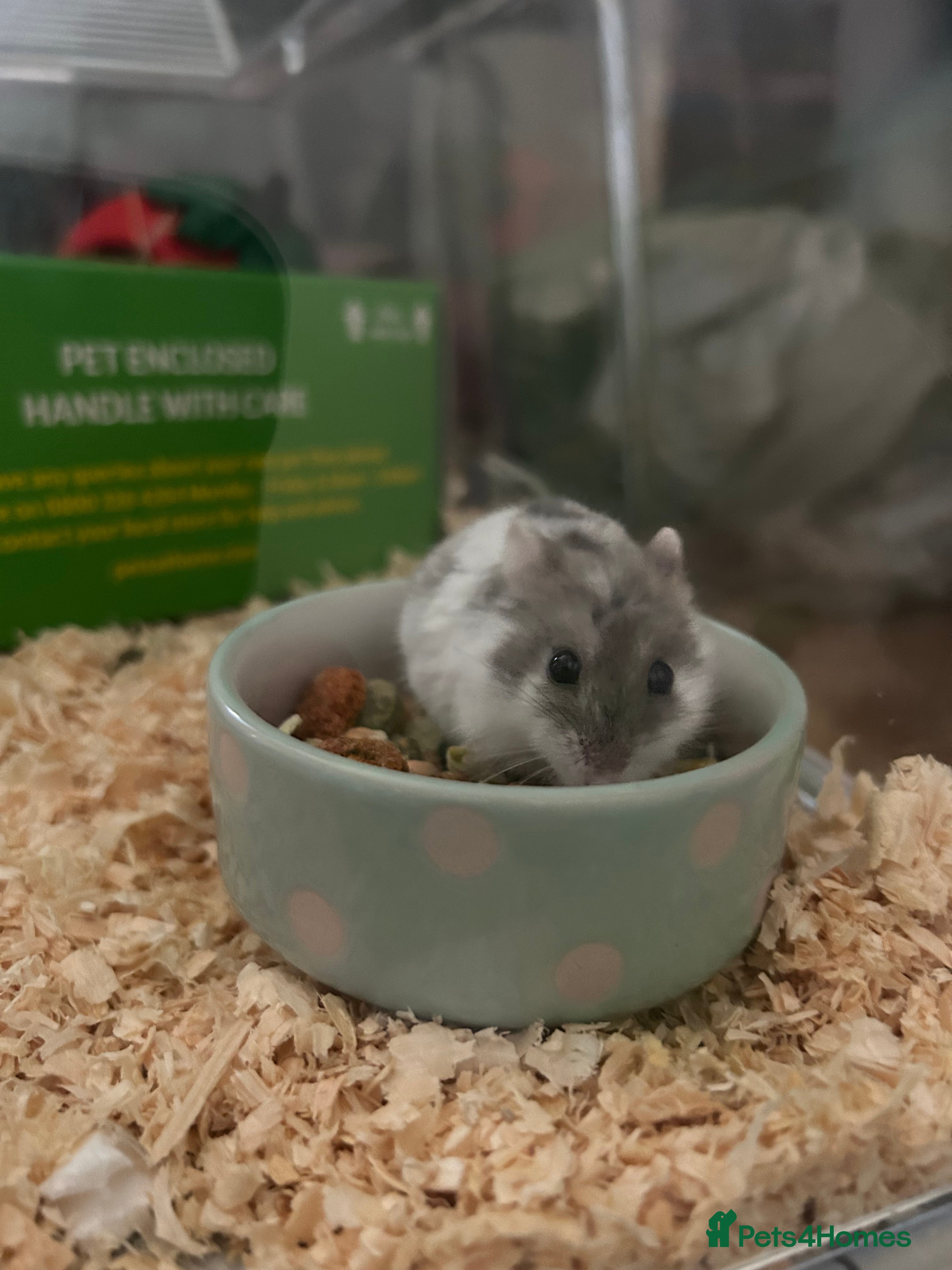 Hamster rodents Dwarf hamster - Advert 1