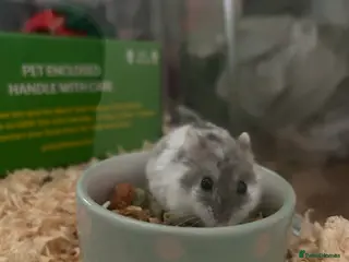 Hamster rodents Dwarf hamster - Advert 1
