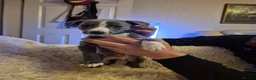 Mixed Breed dogs for sale: ONE BOY PUP LEFT!!! whippet dad and whippet cross - Advert 29