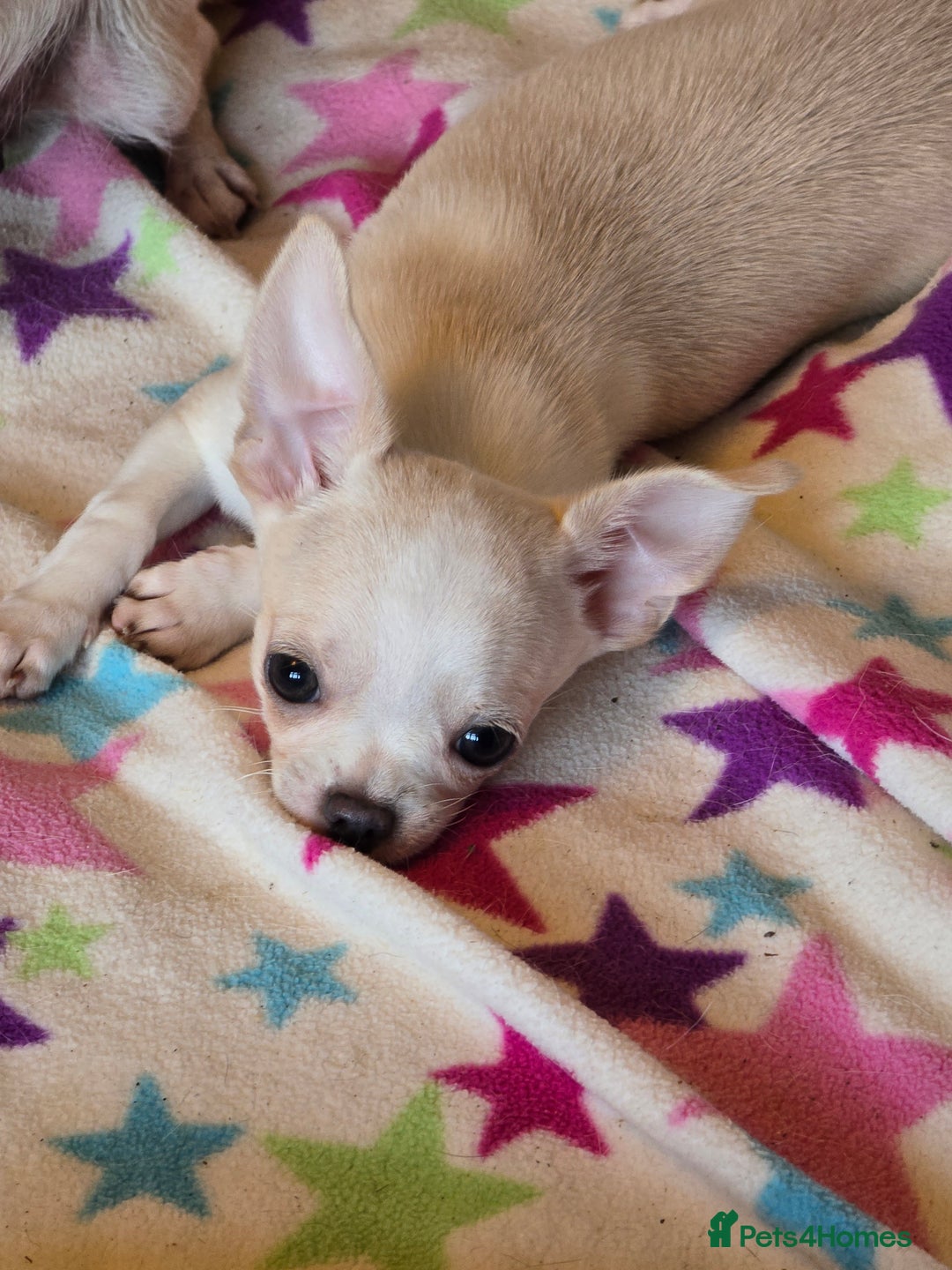 Chihuahua dogs for sale: Smoothcoat Chihuahua boy - Advert 1