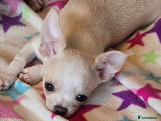 Chihuahua dogs Smoothcoat Chihuahua boy - Advert 3