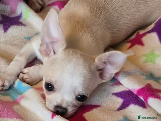 Chihuahua dogs Smoothcoat Chihuahua boy - Advert 10