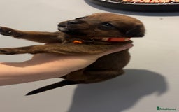 Mixed Breed dogs for sale: Boxwillers - Image 30