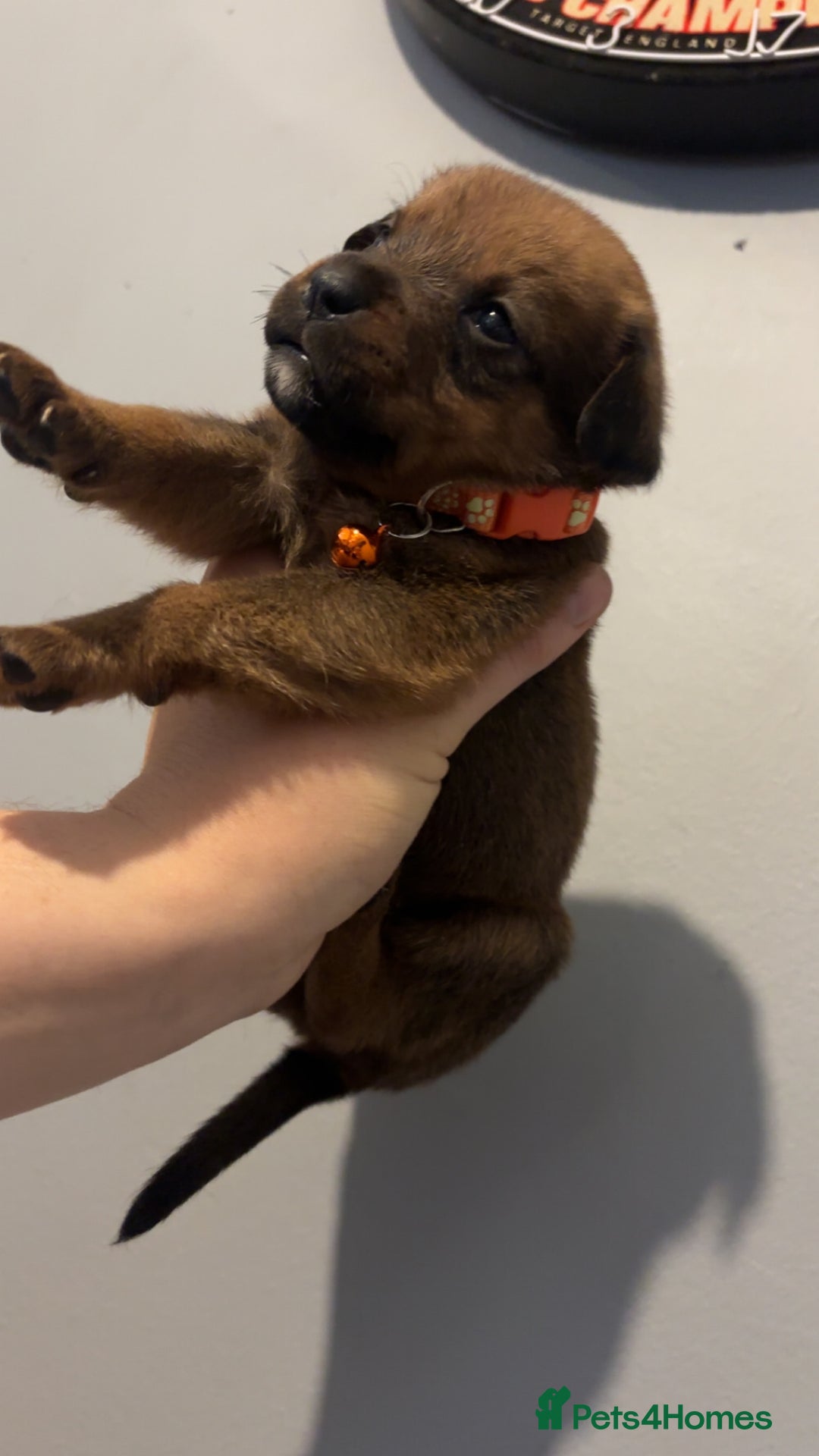 Mixed Breed dogs for sale: Boxwillers - Image 30