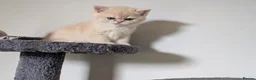 British Shorthair cats for sale: Fantastic boy and very nice girl  - Advert 25