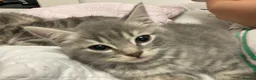 Mixed Breed cats for sale: REDUCED Beautiful BSH CROSS MAINE COON - Advert 5