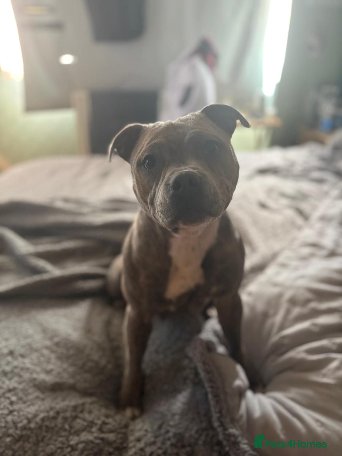 Staffordshire Bull Terrier dogs Six beautiful blue/brindle staffy puppies. - Advert 1