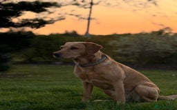 Labradoodle dogs for sale: Stunning Labradoodle Puppies  - Advert 28