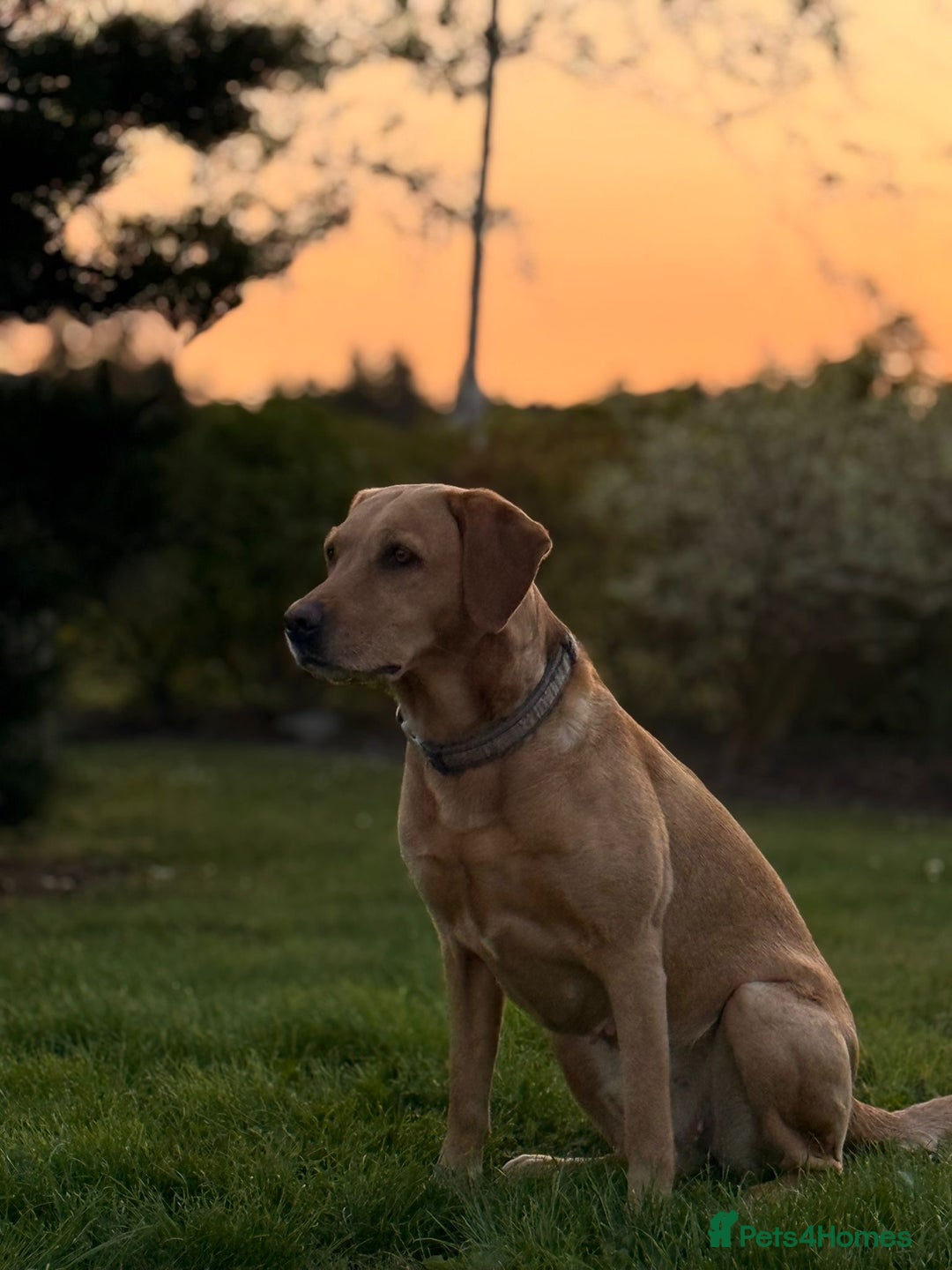 Labradoodle dogs for sale: Stunning Labradoodle Puppies  - Advert 28