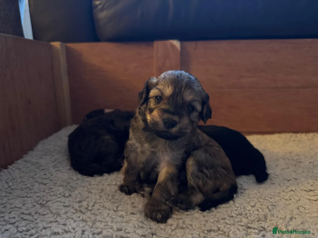 Maltipoo dogs for sale: Adorable Maltipoo girls ready to leave 22nd of Feb - Advert 15