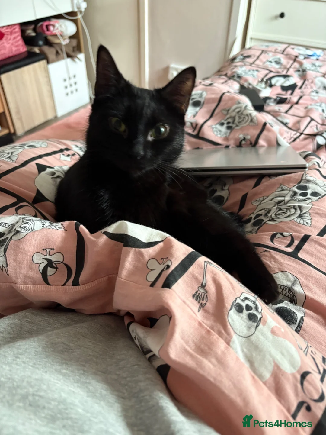 Mixed Breed cats for sale: 2X 3 year old family friendly female cats  - Advert 2
