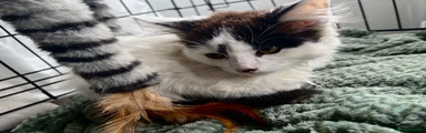 Mixed Breed 2 fluffy white&black 