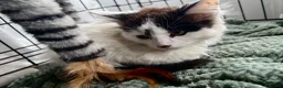 Mixed Breed cats for sale: Three beautiful fluffy male kittens left - Advert 3