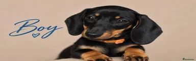 Miniature Dachshund 3