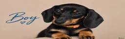 Miniature Dachshund dogs for sale: Pra clear miniature dachshund  - Advert 11