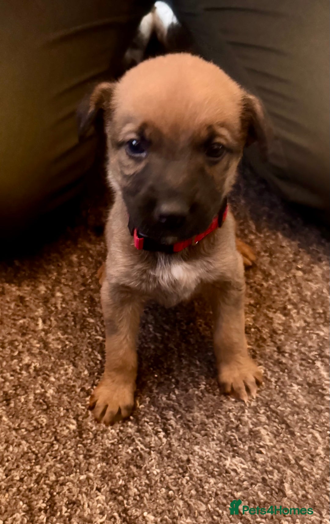 Mixed Breed dogs for sale: German Sheperd cross Lurcher Puppies - Image 6