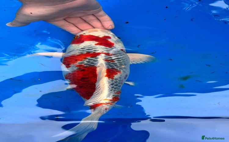 Koi Carp fish - Advert 1
