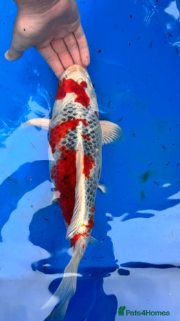 Koi Carp fish - Advert 1