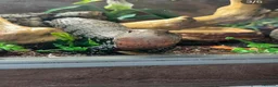 Skink reptiles for sale: Mowgli  in Hitchin - Advert 6