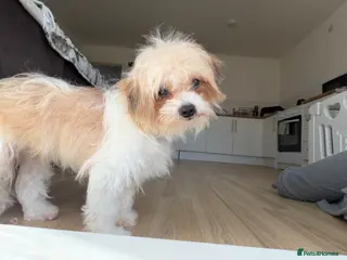 Yorkshire Terrier dogs Parti Yorkshire terrier - Advert 1