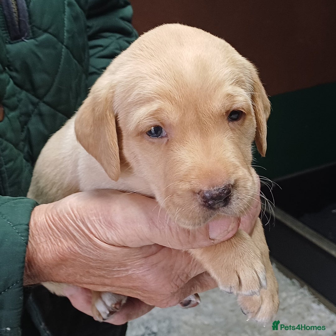 Labrador Retriever dogs for sale: Labrador Seeking New Home - Advert 3
