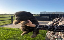 German Shepherd dogs for sale: Litter of German shepherd puppies for sale - Image 6