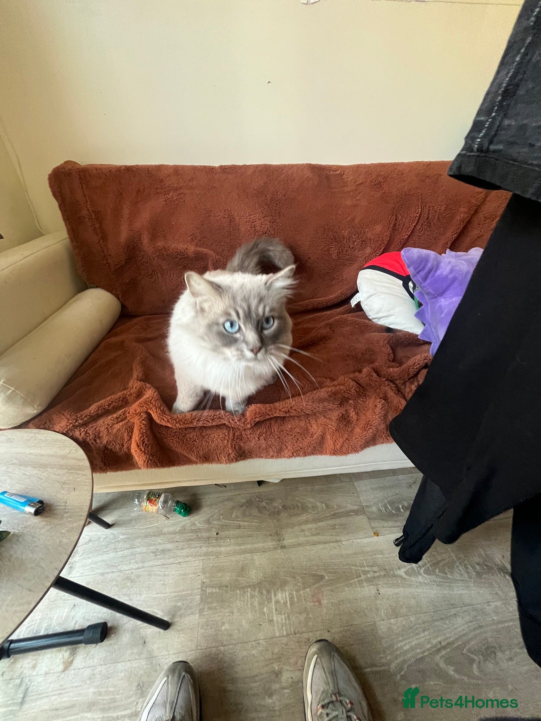 Ragdoll cats for sale: Buttons pure ragdoll - Image 5