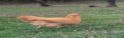 Chickens poultry for sale: Buff Orpington Cockerel - Advert 8