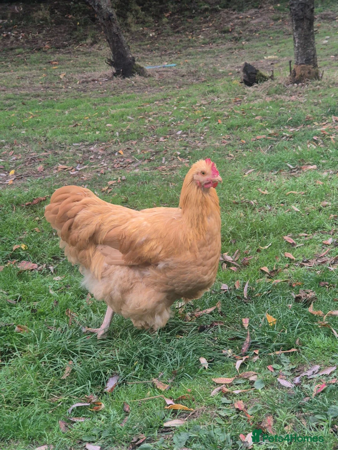 Chickens poultry for sale: Buff Orpington Cockerel - Advert 8