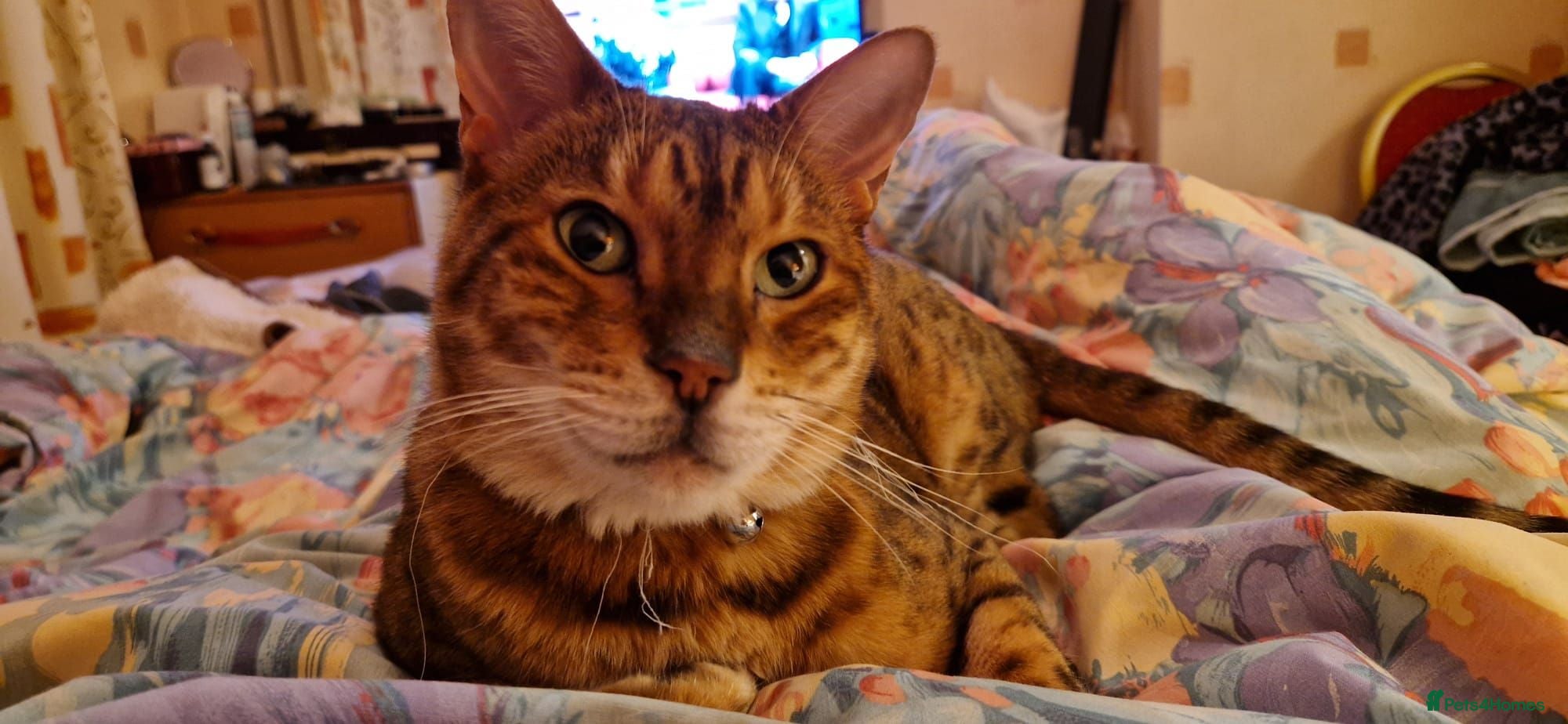 Bengal cats adult male bengal - Advert 1