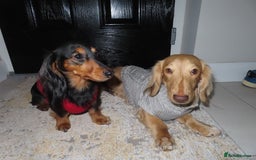 Miniature Dachshund dogs for sale: Sweet Black & Tan Miniature Long-Haired Dachshund - Image 6