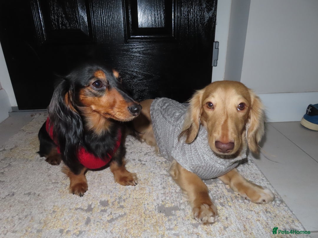 Miniature Dachshund dogs for sale: Sweet Black & Tan Miniature Long-Haired Dachshund - Image 6