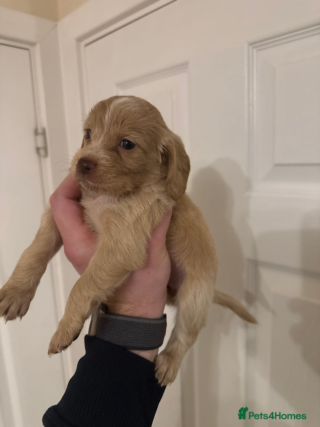Mixed Breed dogs for sale: Beautiful Cocker Sproodles Puppies!  - Advert 21