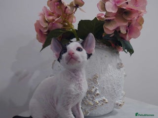 Cornish Rex cats Cornish Rex - Advert 2