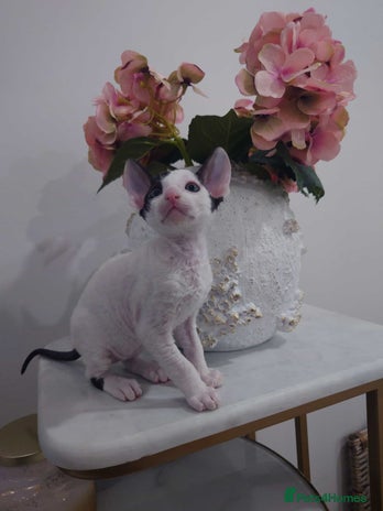 Cornish Rex cats Cornish Rex - Advert 1