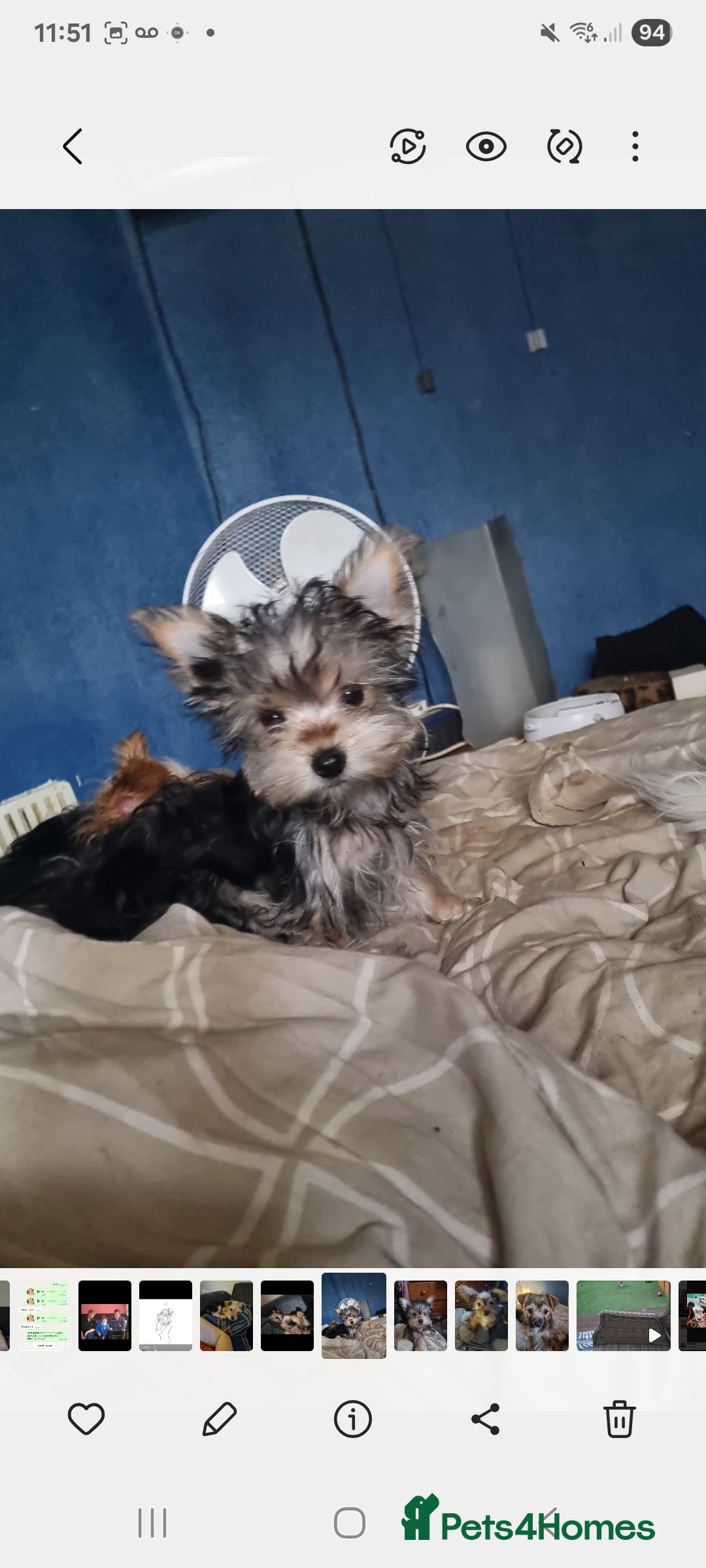 Mixed Breed dogs for sale: Yorkshire terrier cross pomeranian pups - Image 3